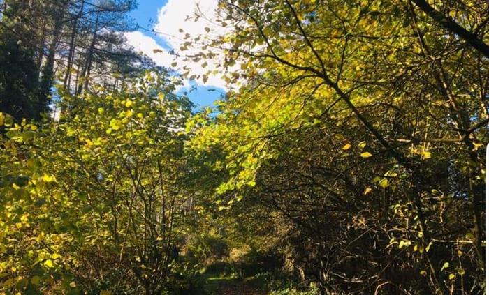 Nature Trails in pembrey Country Park